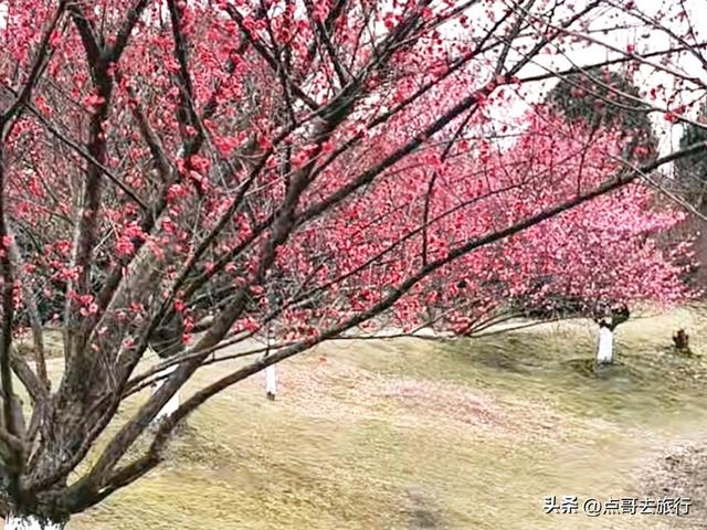 成都郫都区最大面积红梅花开了，粉红花海，非常壮观，不要门票！