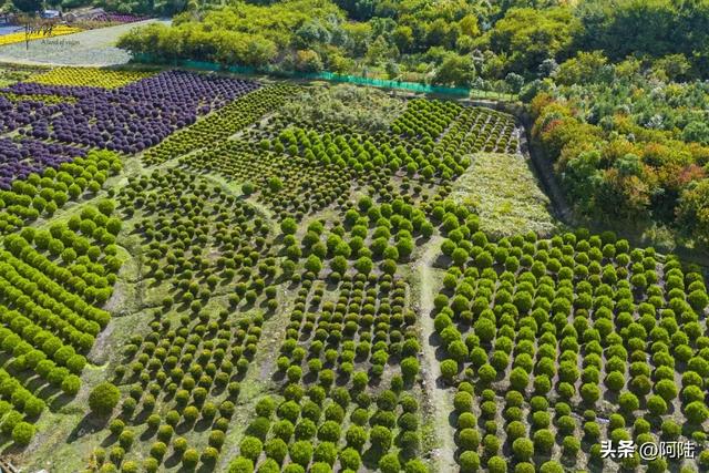 大理三塔前有片农场栽满树球，是这个秋天最无名的去处，风景很美