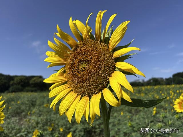 成都坐地铁最新赏花地，近百亩金色花田，超级惊艳，不要门票！