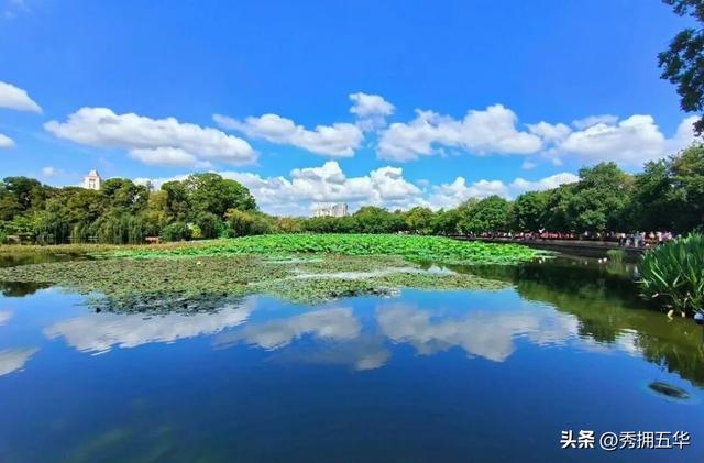 翠湖初秋：荷落莲生，静候十月斑斓