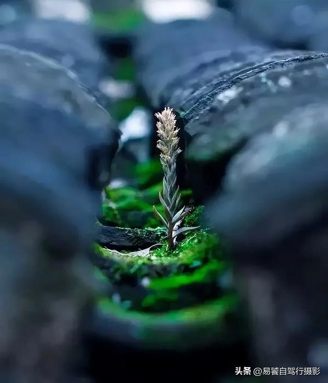 震撼！故宫瓦当，紫禁城守望者；中式美学老屋瓦当 只有中国人才懂