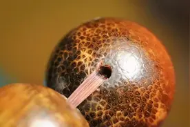 真品老犀角手串必须有这个特征，否则都是假货！图片