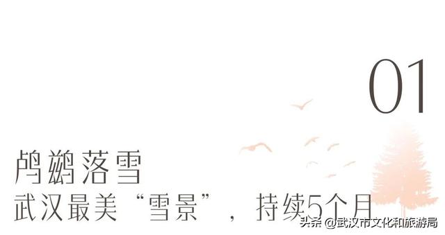 沙漠踏雪，只在武汉，最佳观赏期到了！
