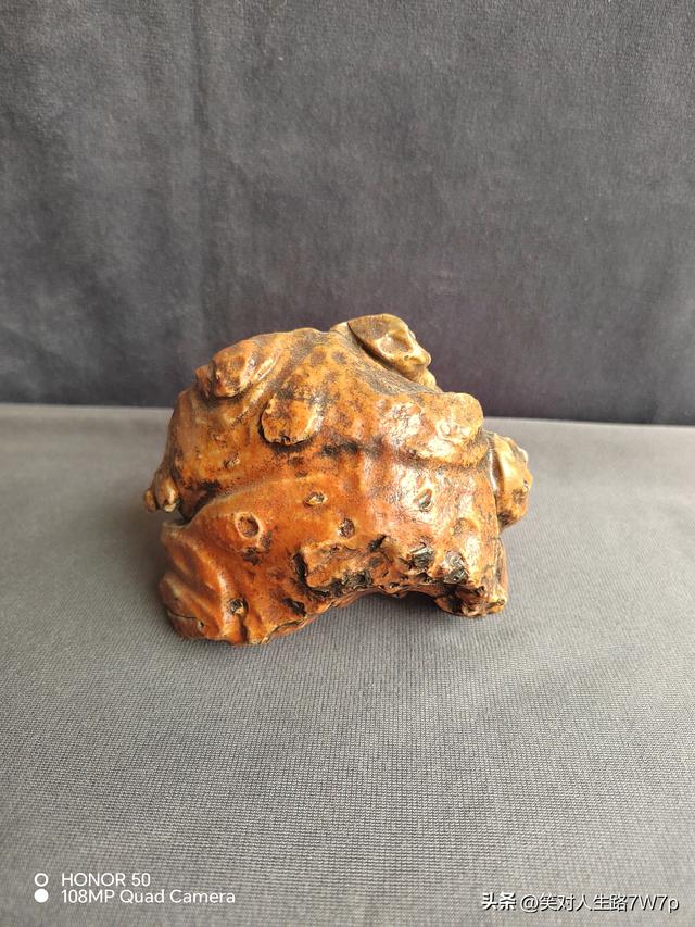 戈壁老皮石，沙漠中的活化石