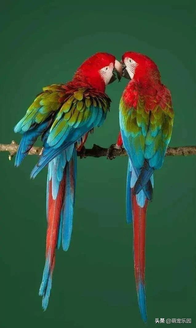 巨石上红绿羽毛闪耀，森林霸主静立姿态，原始力量令人心生敬畏