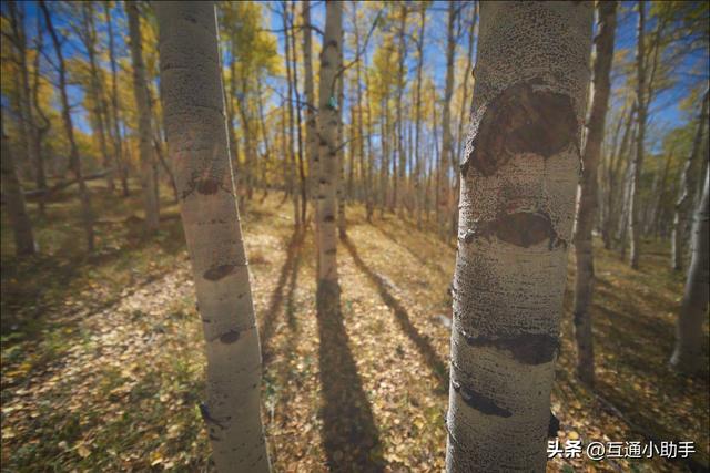 老蛙12mm F2.8 Zero-D 评测——一款存在明显妥协的超超广角定焦镜头