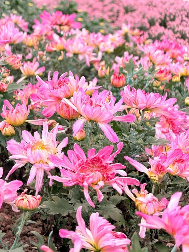 15万株绽放醉美菊花展，成都又美爆了！