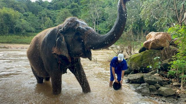 兰纳水灯节疗愈之旅，泰国清道大象训练中心｜和大象做朋友的一天