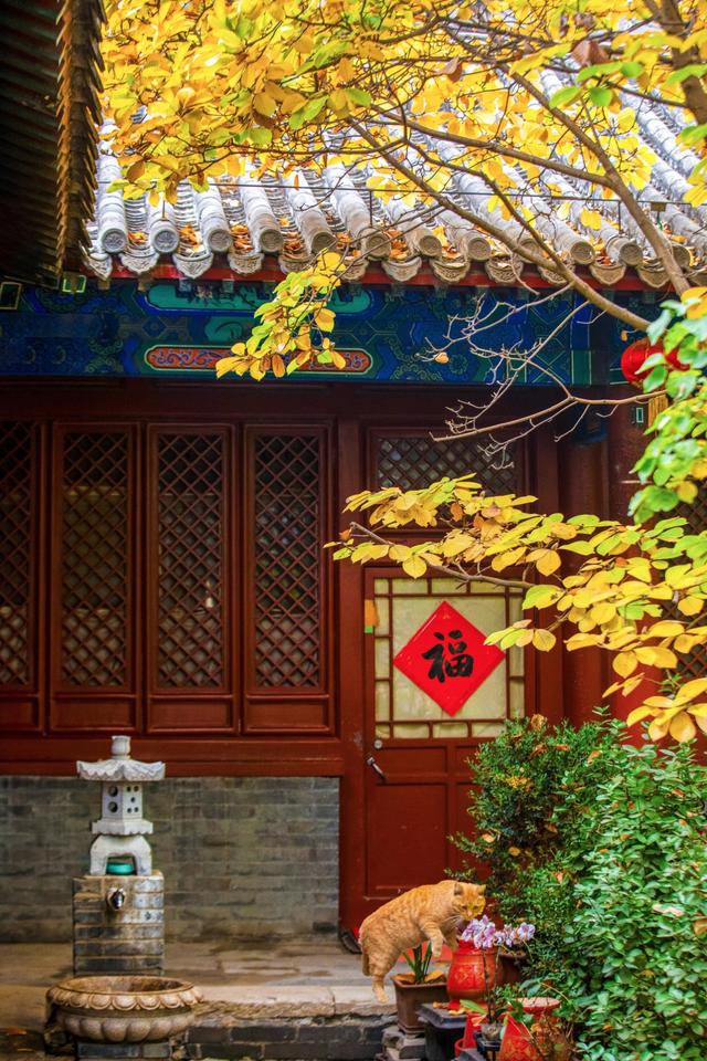 听说北京的古寺，更配北京秋日的银杏，这个古寺你去过吗？