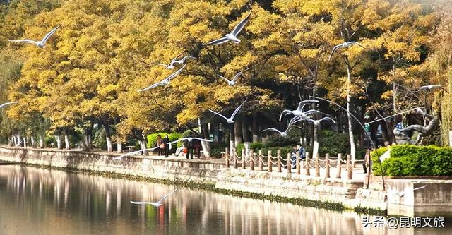 一半鸥气，一半锅气！立冬赴昆暗号：追完红嘴鸥就来顿火锅！下班就去~