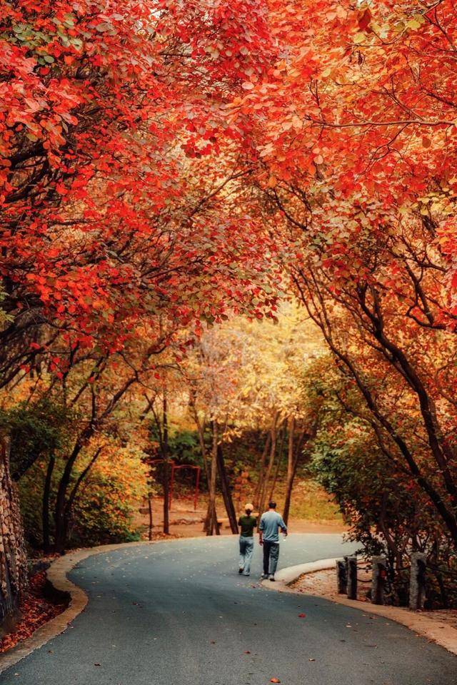 抱犊崮入选山东金秋醉美红叶观赏地