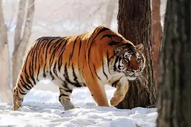 中美俄专家曾宣布：东北虎将从中国消失！全靠一只母老虎力挽狂澜图片