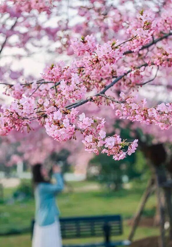 清晨7点的鼋头渚，美爆了
