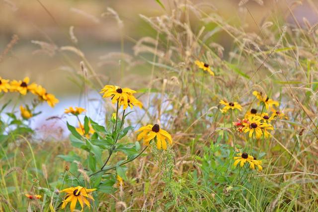 长春北湖公园：湖光秋色两相宜