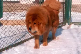 十大天价商品，如今已跌落神坛，你都知道哪几个呢？图片