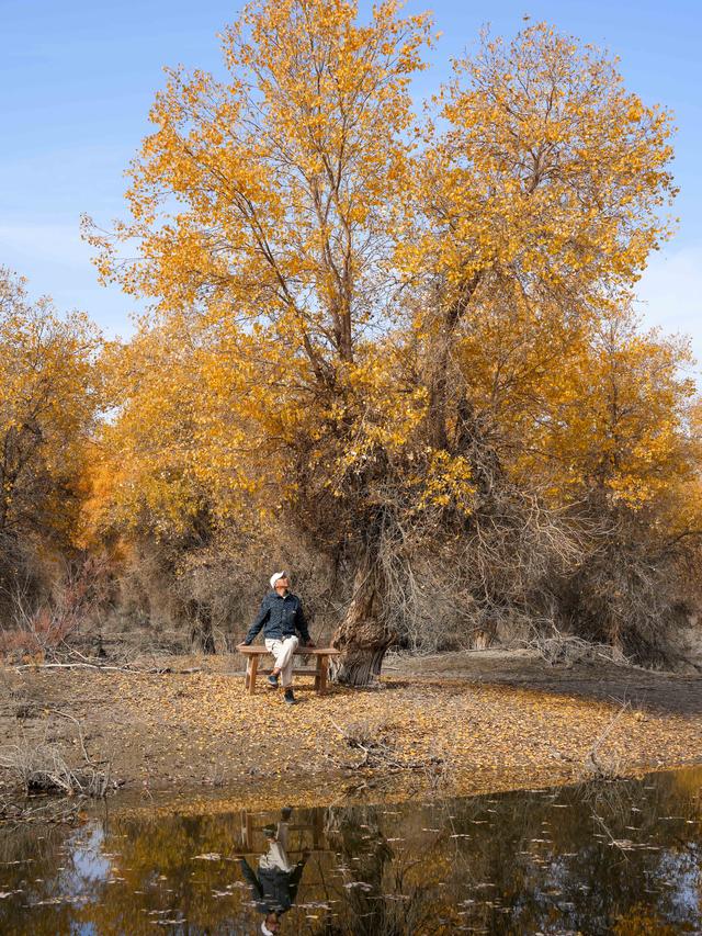 沙雅沙雁洲｜胡杨作画、河水为诗，这里藏着南疆秋天最热烈的模样