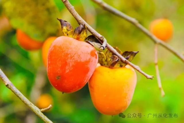 红透山野！从化密石村鸡心柿正当时，解锁“赏柿+住宿+畅行”秋日慢生活