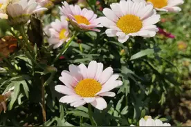 教你3招关于孩子咳嗽实用方法，很管用哦图片