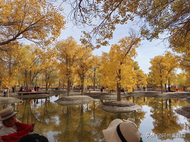 金塔胡杨林
