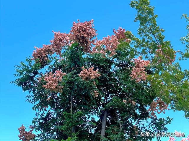 河北石家庄：“黄花红果”栾树扮靓秋日美景