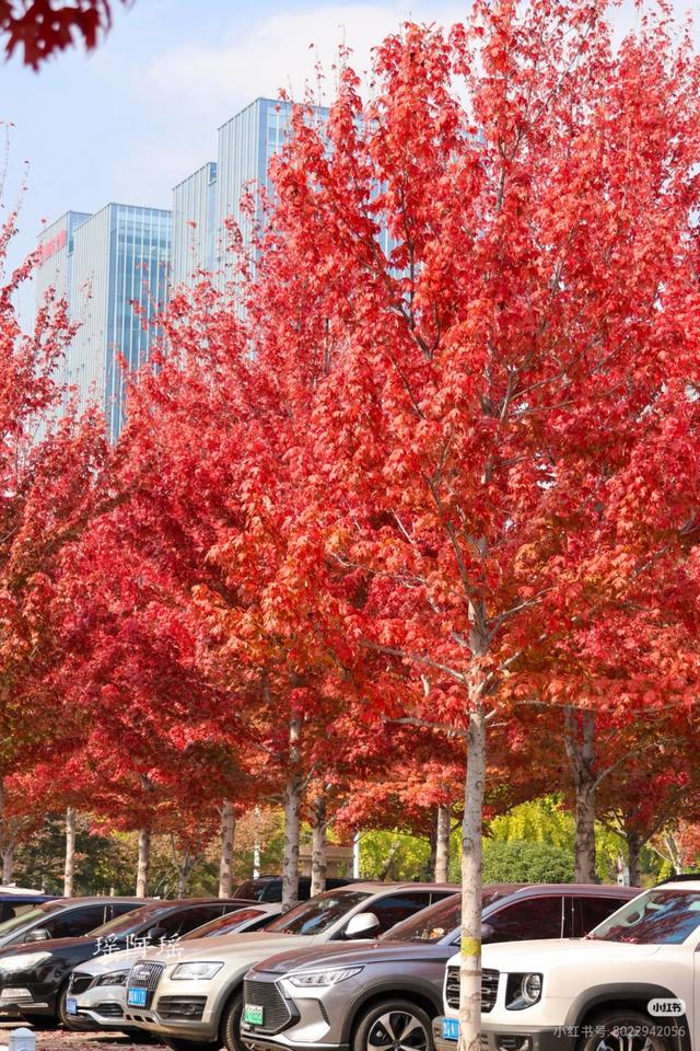 临沂市区赏秋地图出炉！红枫、银杏、落叶道…承包你的秋日朋友圈