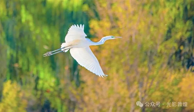 【近距离看敦煌】给党河风情线的秋色来个特写