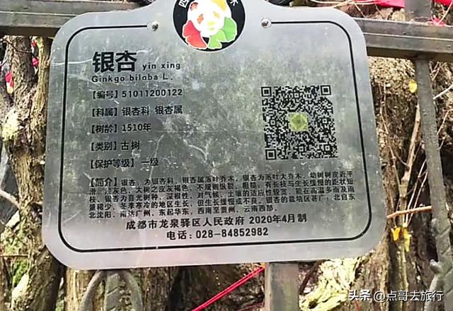 成都这5大千年银杏，超级惊艳，其中一株相传是杨贵妃种植！