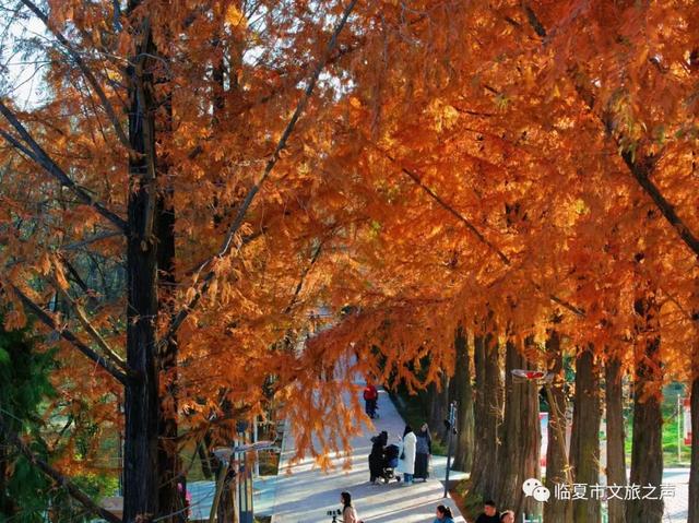 闯入油画世界!东郊公园水杉廊道正红得热烈,美到失语~