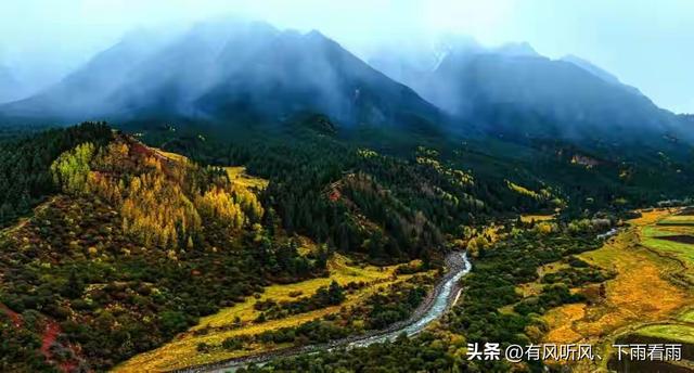 金胡杨卧戈壁，风摇碎满树秋阳