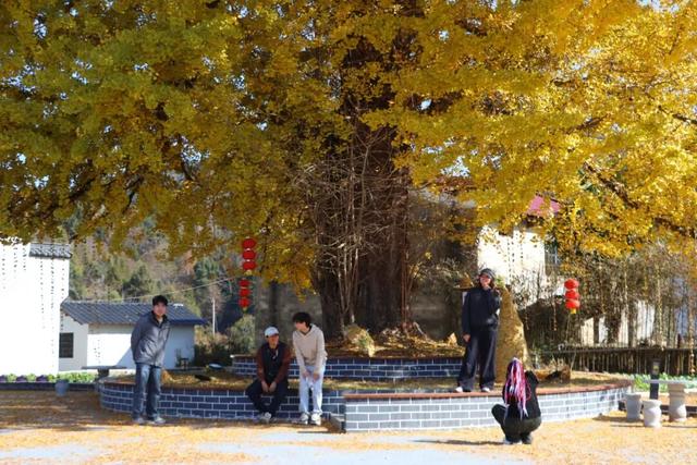 千年银杏，满树金黄！浮梁这座古村，藏着最治愈的冬日盛景