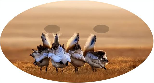 【支援合作 共谋发展】4条春季旅游线路出炉，带你玩转扎赉特旗→