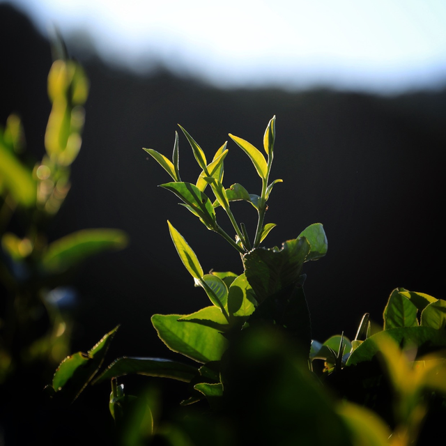 封老爷茶：百年滇茶迎京客 茶旅融合启新程