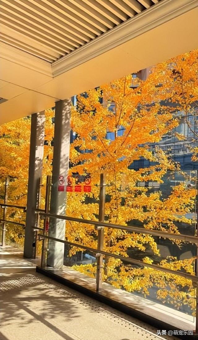地铁口现武汉最美秋天，银杏叶金黄满树，路人纷纷掏出手机拍照