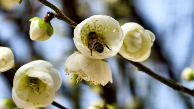 限时“梅”景!郫都这座千年古寺,藏着冬日最治愈的禅意与浪漫