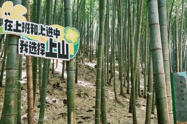 江苏宜兴竹海：周末度假的宝藏之地，开启一场竹林仙境之旅！