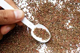 想补肾的人，绕不开的这味中药，名方里总少不了它的身影！图片