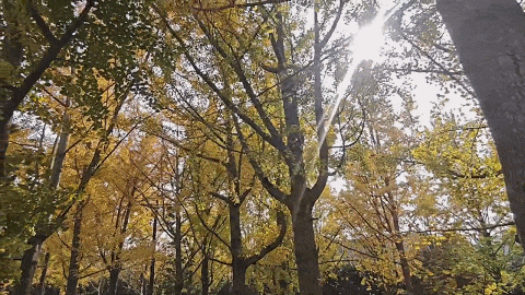 听说，最近渭南人迷上了“捡秋”！绝美秋色不容错过