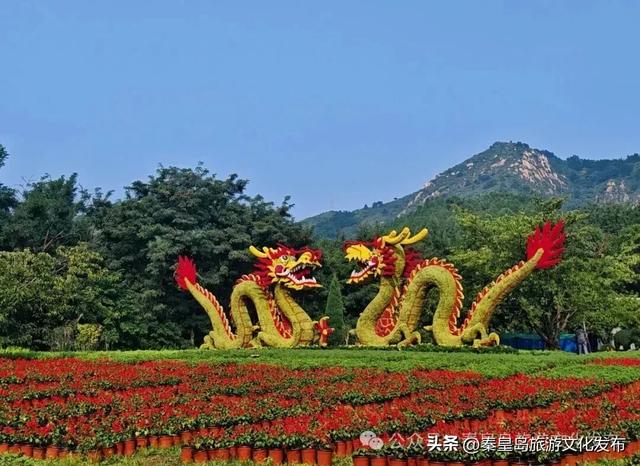 秦皇岛山海关金秋长城菊展开展在即，布展现场抢先看！