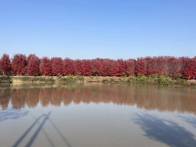 大美六合老虎岗枫叶绝美