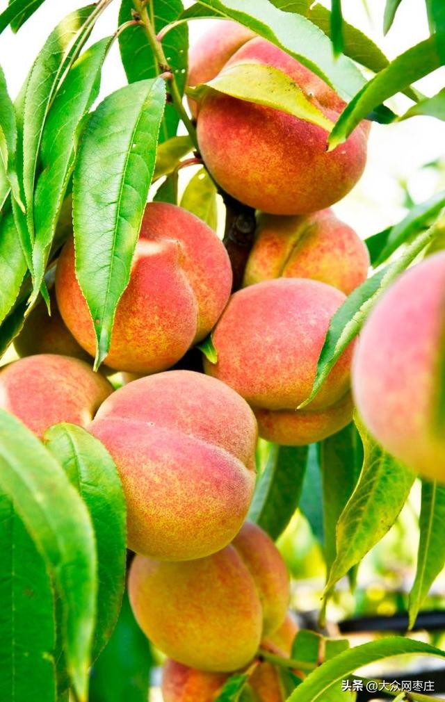 四季流转 多彩枣庄 | 红桃满枝红桃满枝