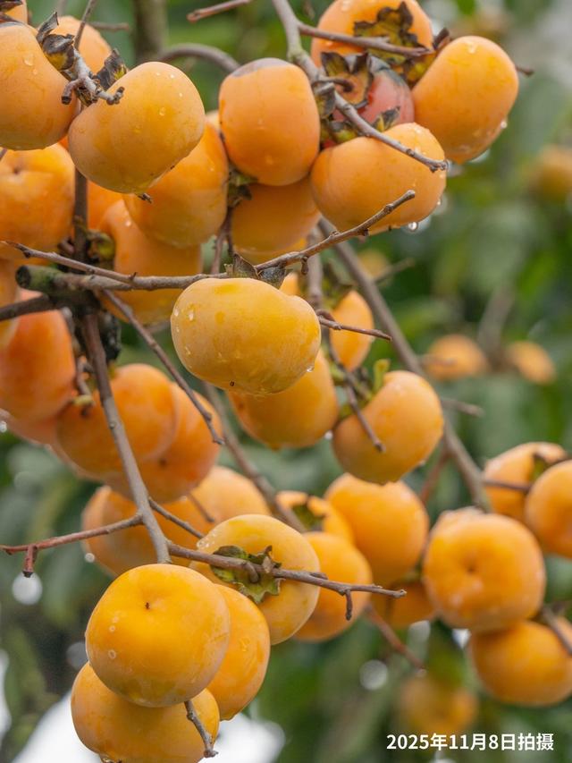 最佳观赏期！冬天来广西，指定有好“柿”！（附最新实拍图）