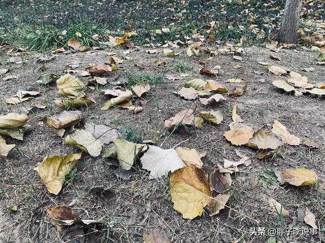 菏泽市立医院东边，我撞见了初冬最“静”的杨树林