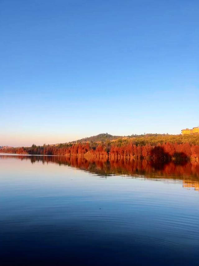 蓝天碧水映红杉，收集昆明最温柔的橘色