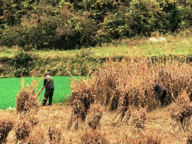 范坝秋光里：诗画田园入梦来