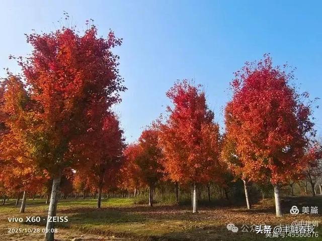 丹枫映秋,枫彩满楼|申艳娟