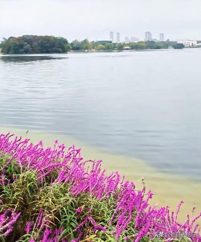 成都主城区最大人工湖，秋天超级惊艳，不要门票，地铁公交直达！