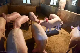 一头猪大概多少斤？图片