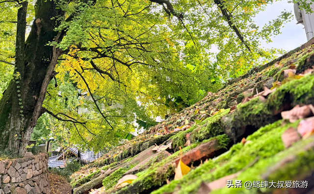 来海拔600米的杭州顶流古村吧，坐拥梯田、银杏、民宿，免费好玩