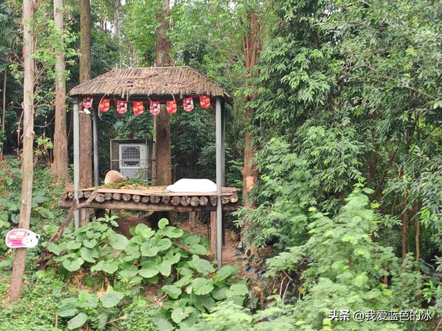 参观广州长隆野生动物园，全程感觉眼累手累腿不累