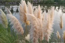 中元将至，七月十四、七月十五，哪天是七月半？七月半有哪些习俗图片